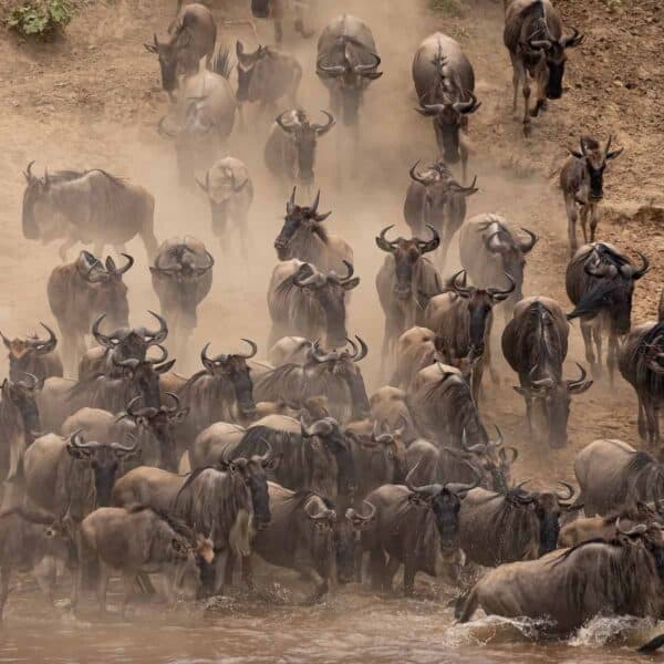 The Great Migration in Africa