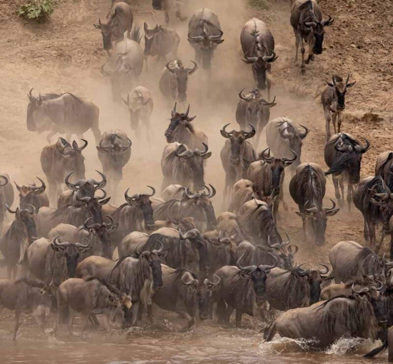 The Great Migration in Africa